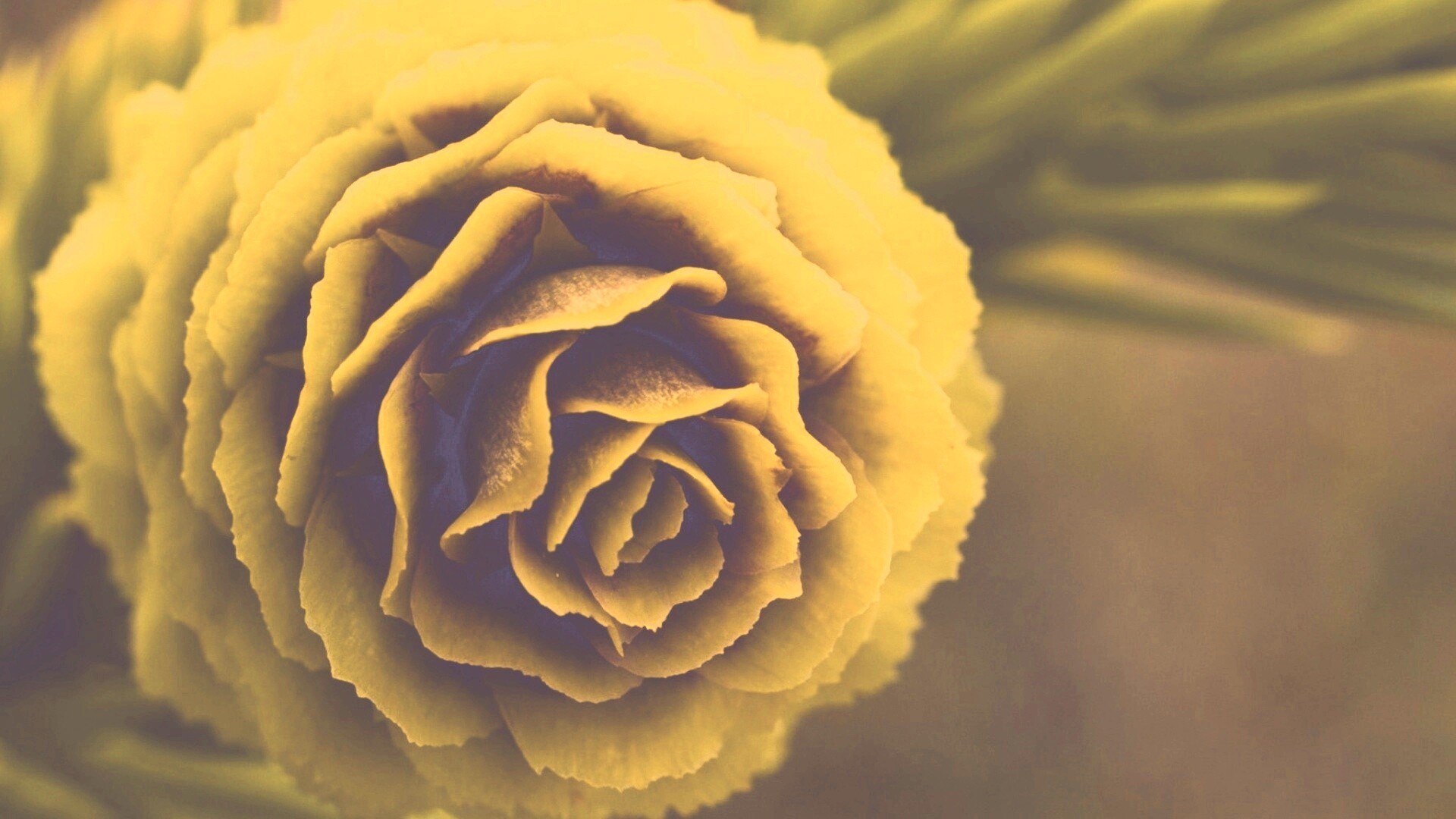 Молодая шишка обои