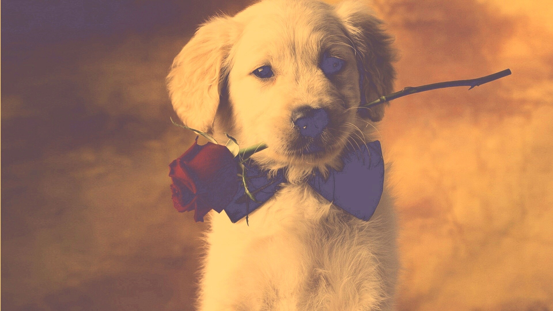 Щенок с розой в зубах обои