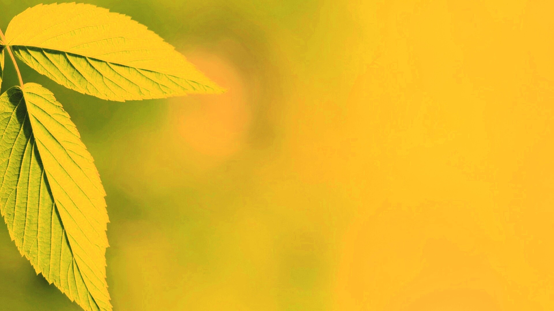 Два листа обои