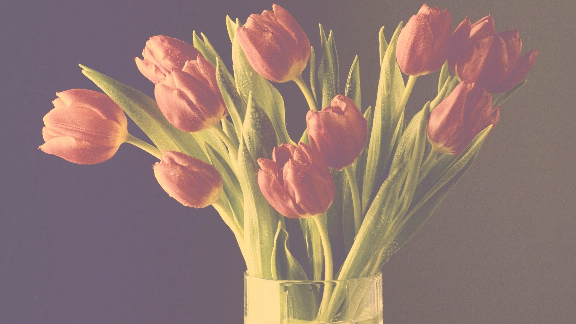 Букет тюльпанов обои