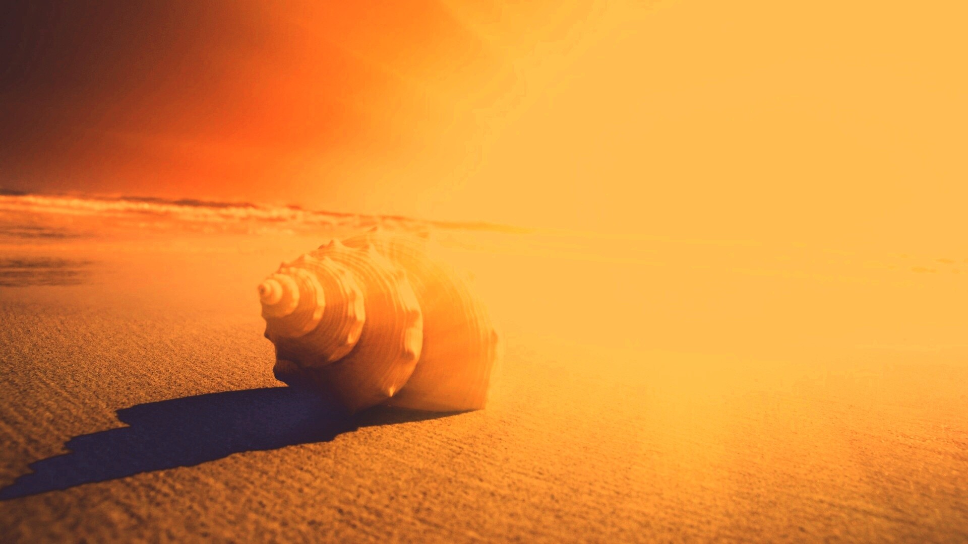 Золотистая ракушка обои