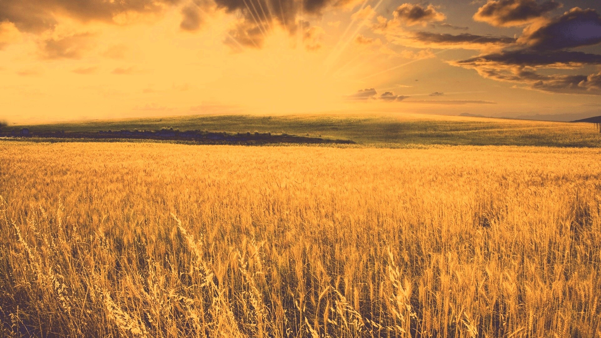 Восход над пшеничным полем обои