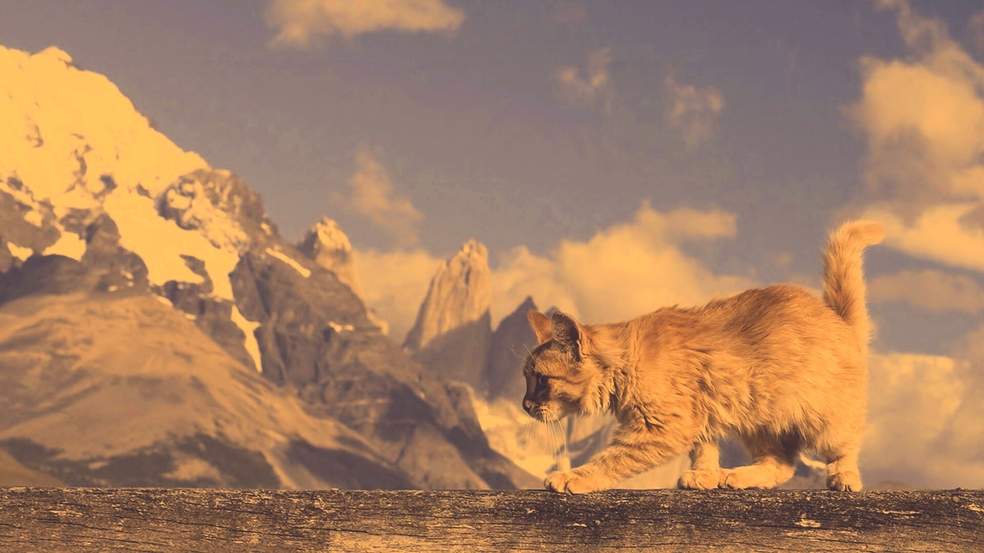 Рыжий котик в горах обои