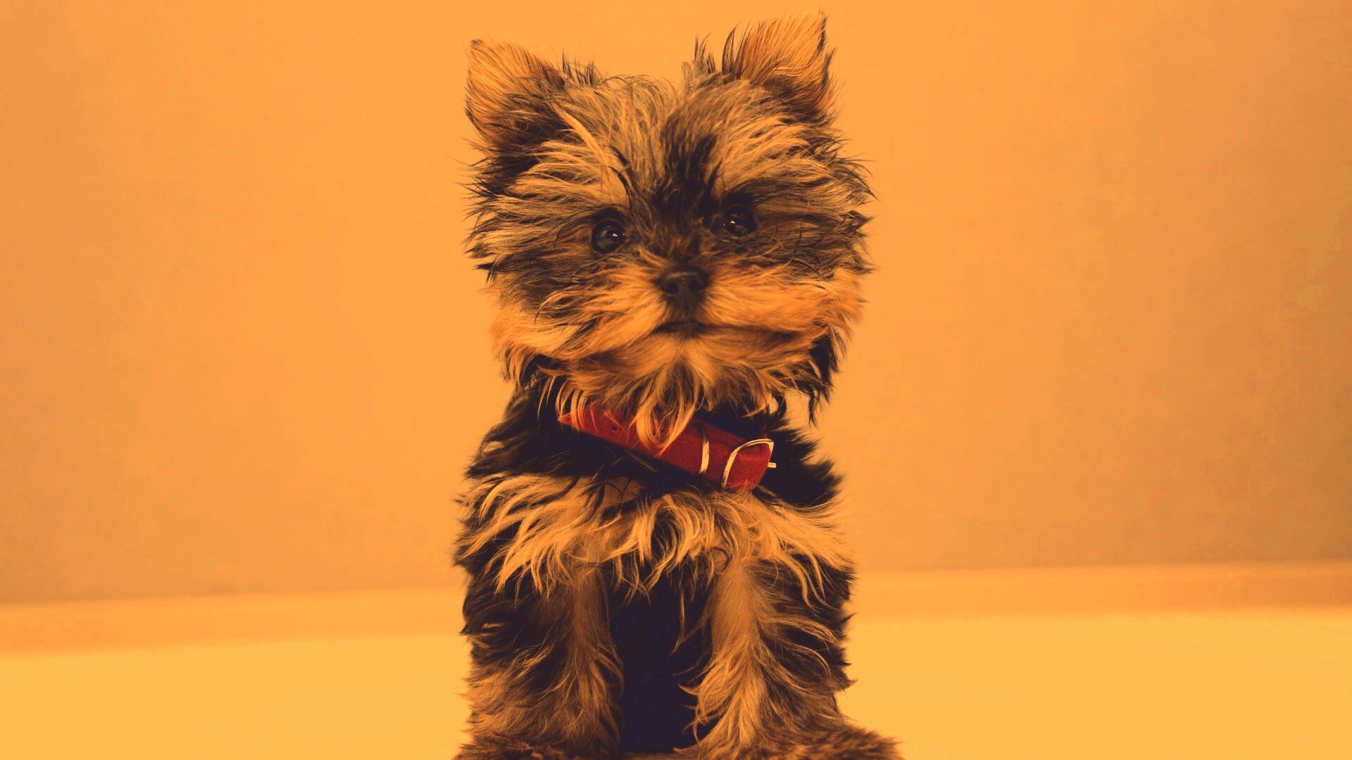 Щенок в красном ошейнике обои