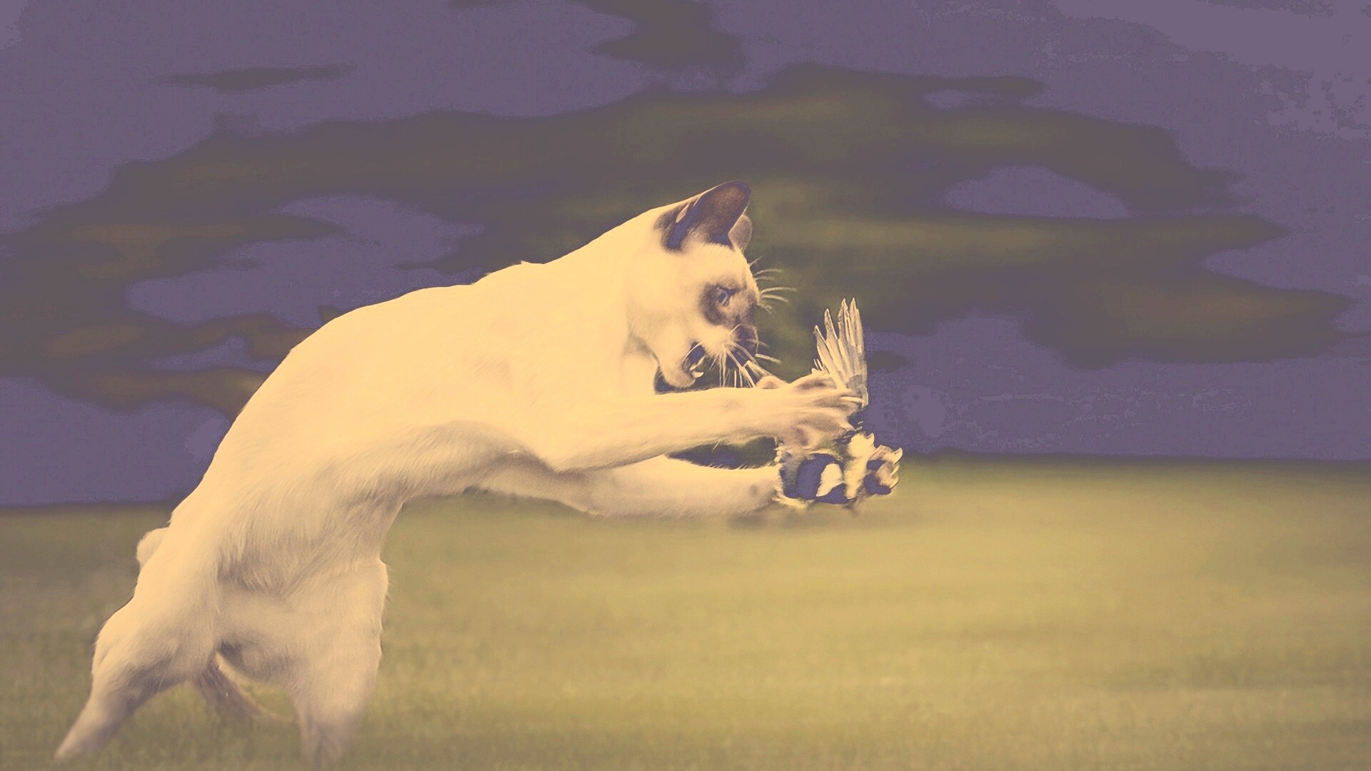 Кошка ловит птичку обои