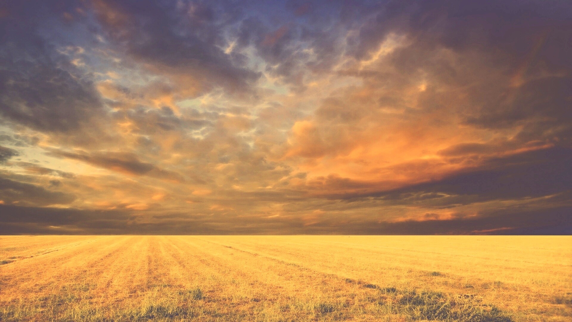 Тучи над желтым полем обои
