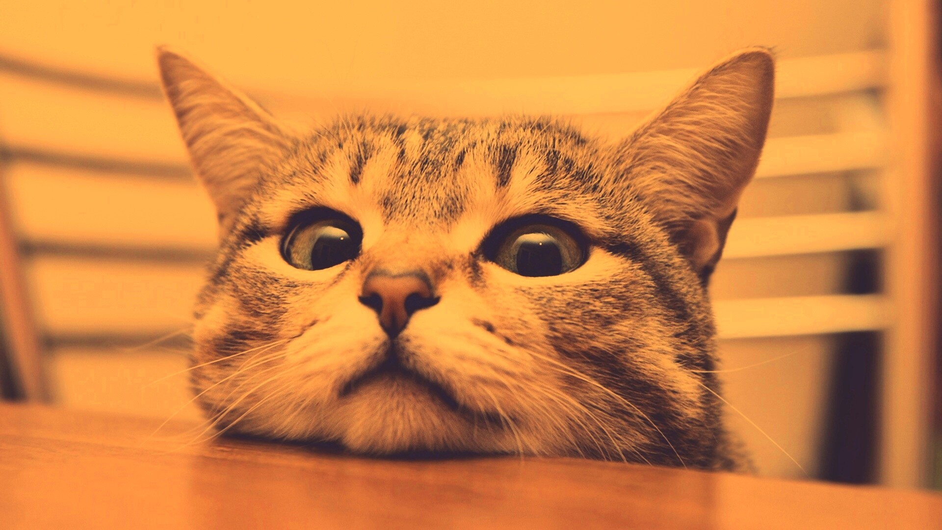 Любопытный котейка обои