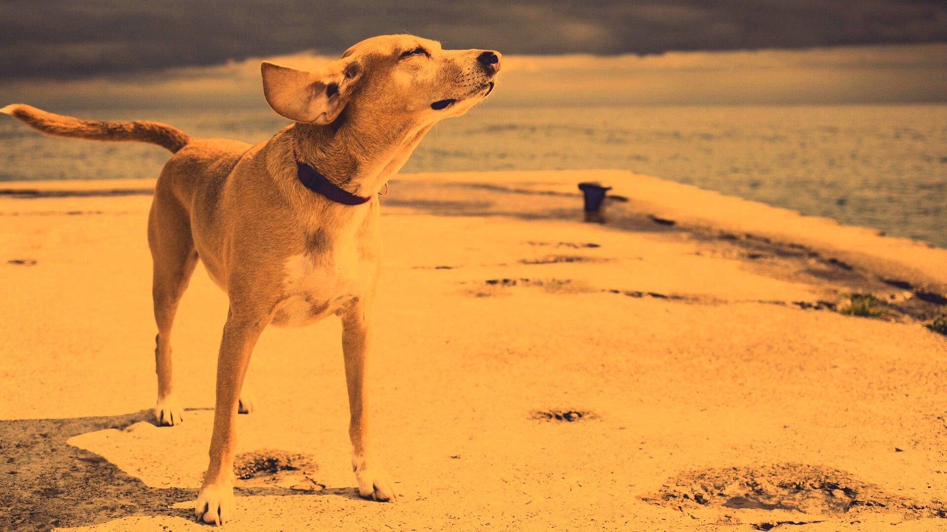 Собака на пирсе обои