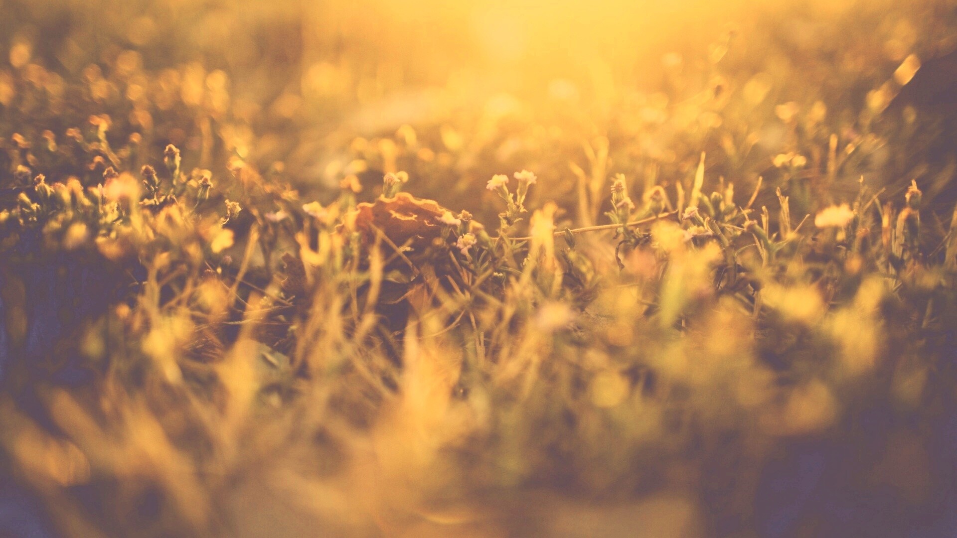 Полевые цветы в закатном солнце обои