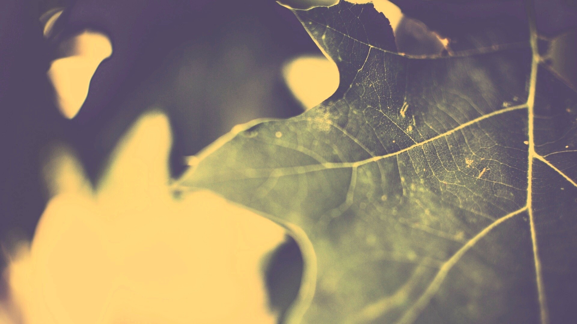 Темно-зеленый лист в макро обои