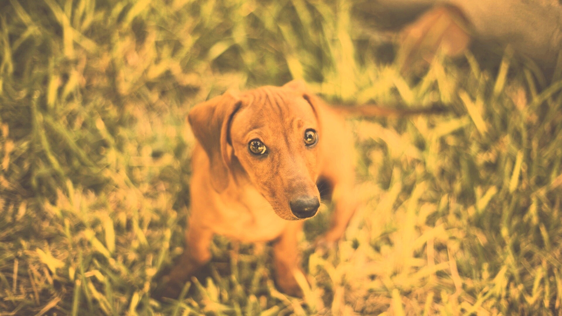 Маленькая милая такса обои