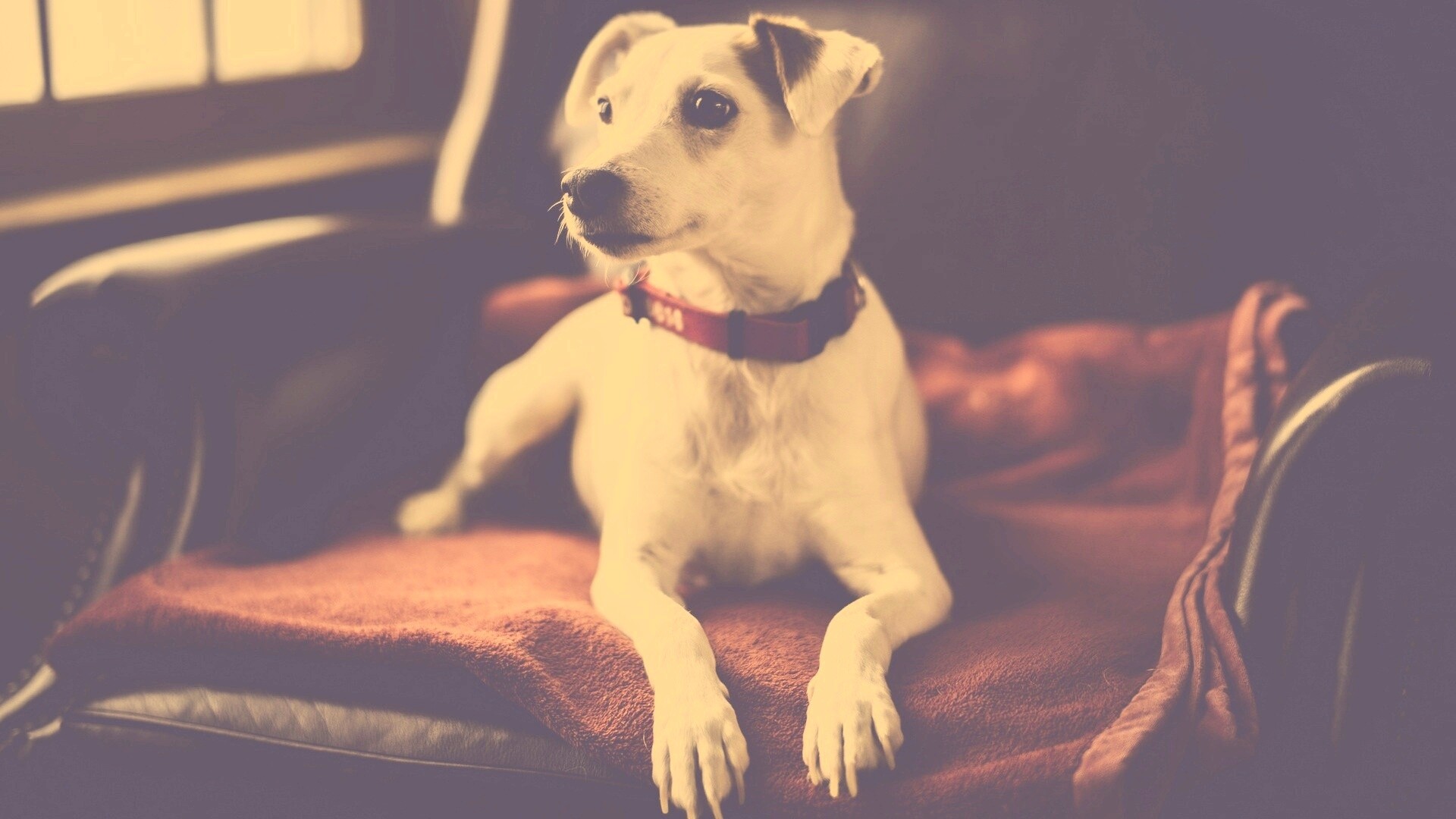 Собака на кресле обои