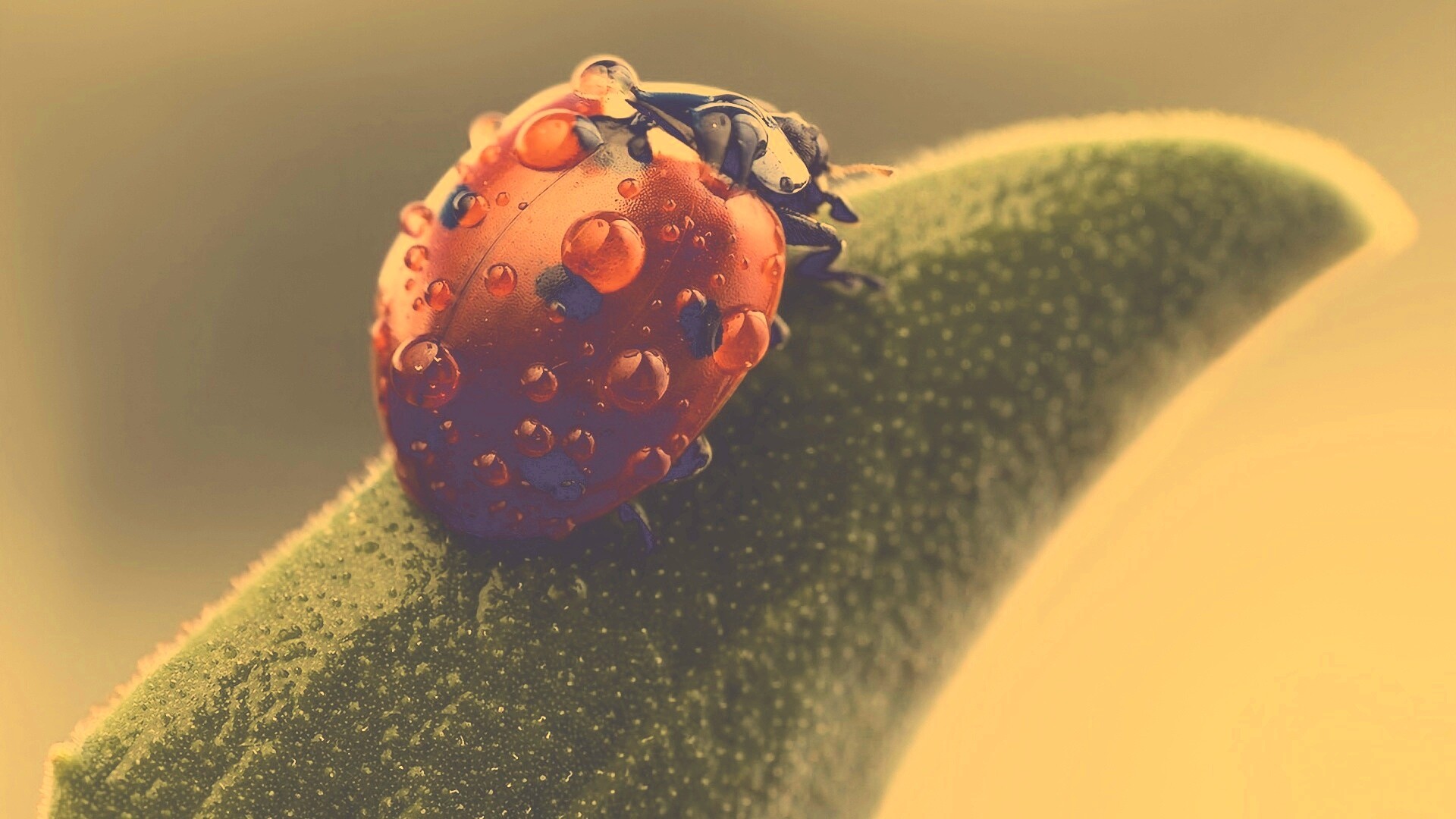 Божья коровка в макро обои