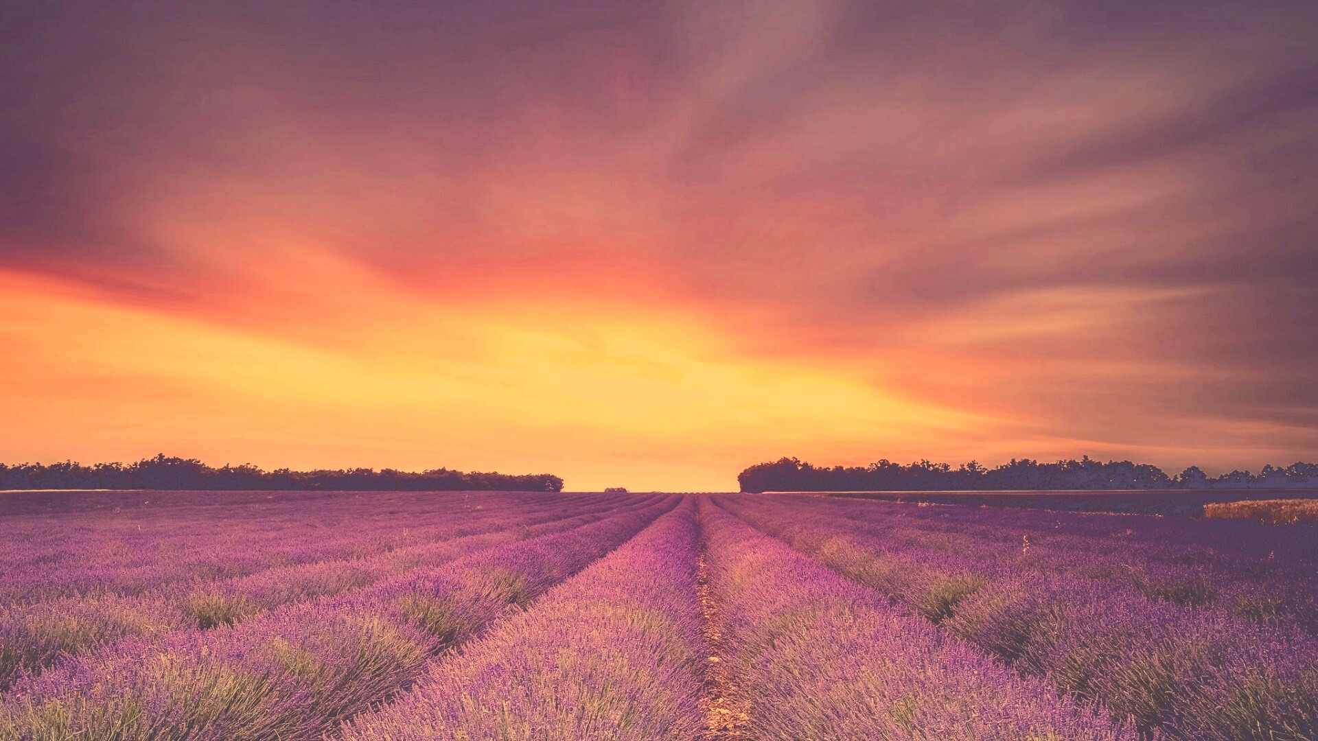 Поле фиолетовых цветов на закате обои