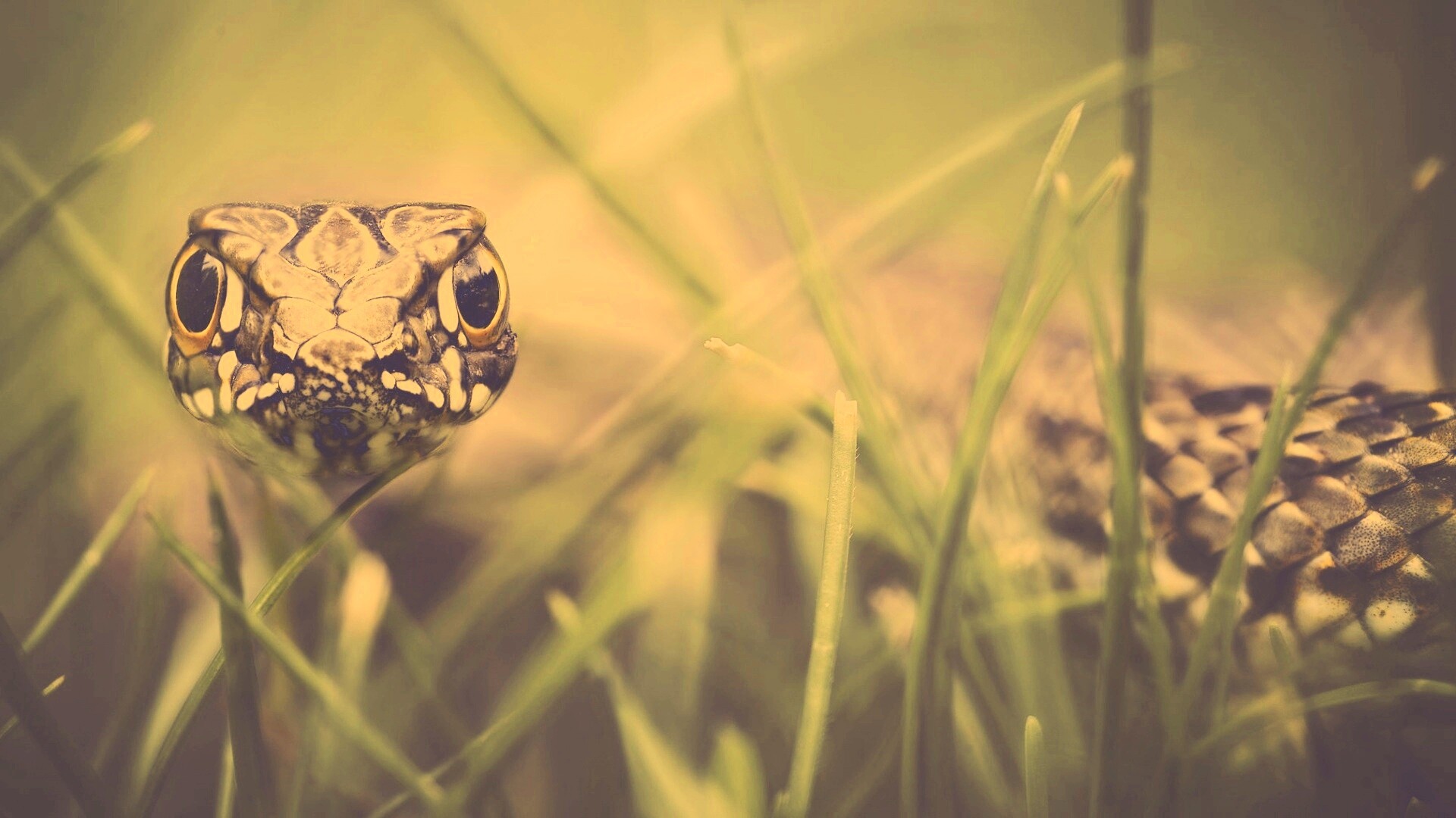 Змея в траве обои