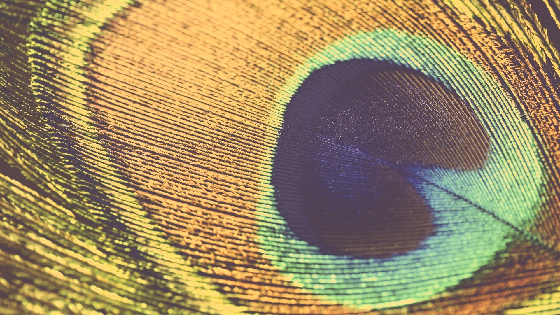 Перо павлина обои