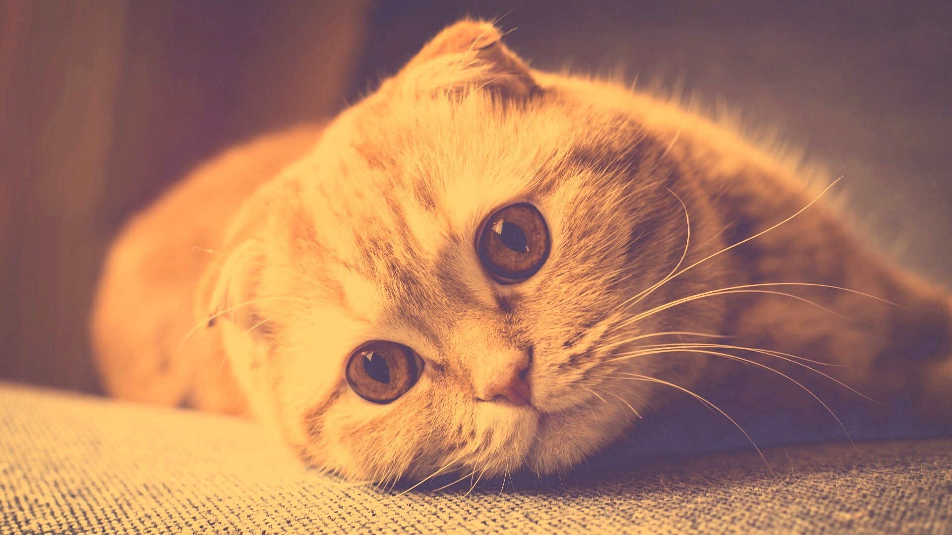 Скоттиш фолд рыжий обои