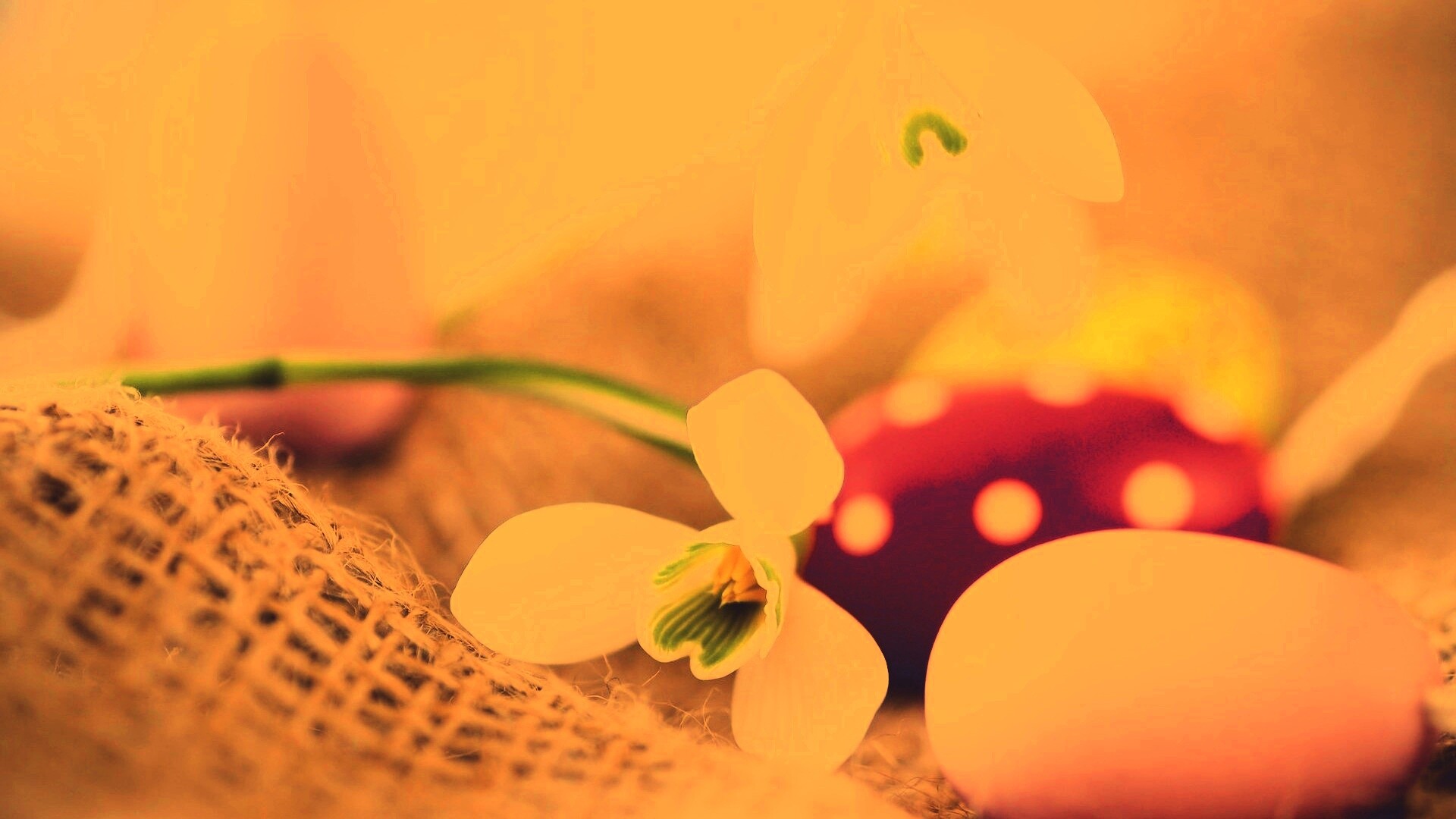 Белый цветок и яйца обои