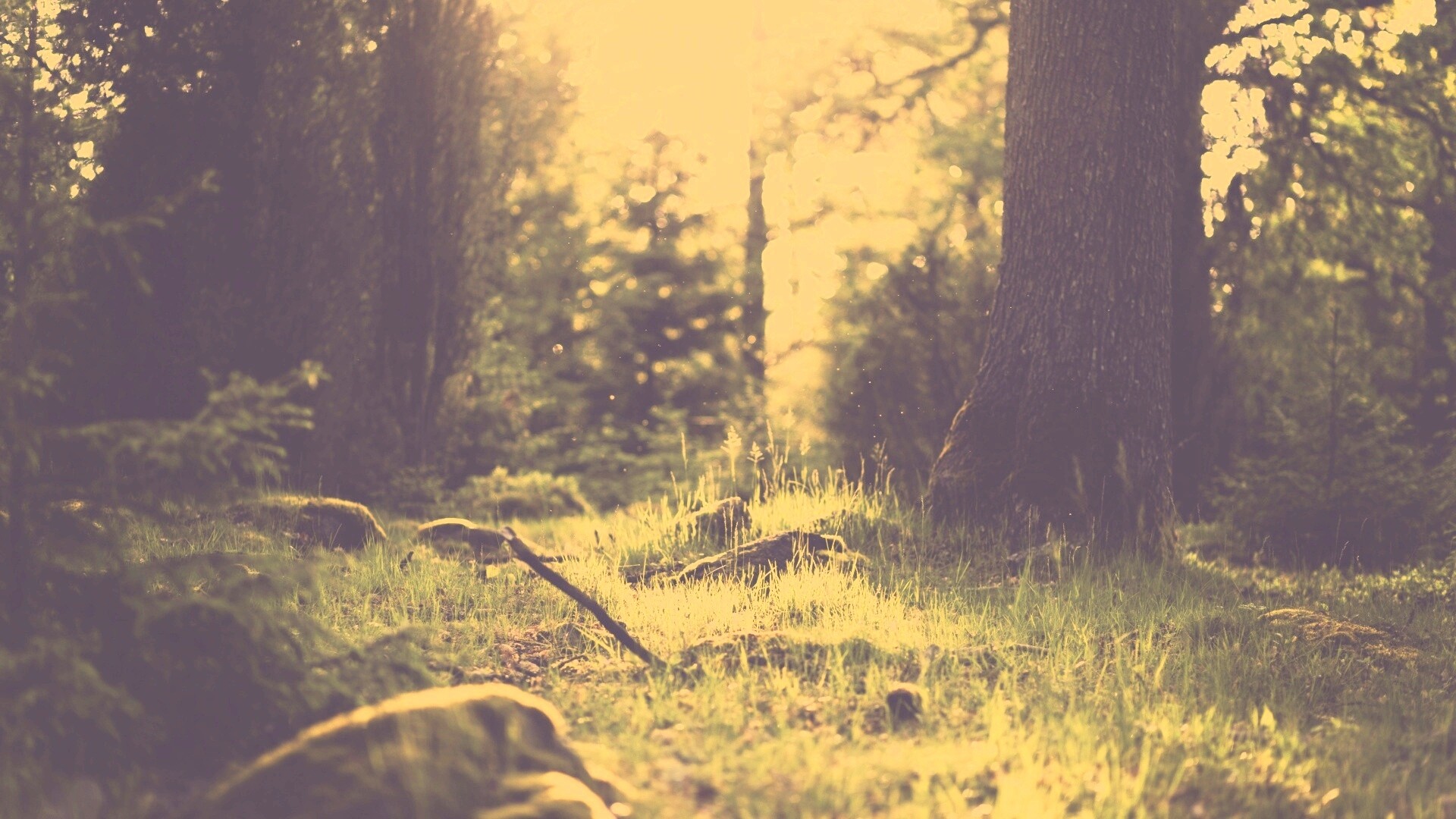 Лето в лесу обои