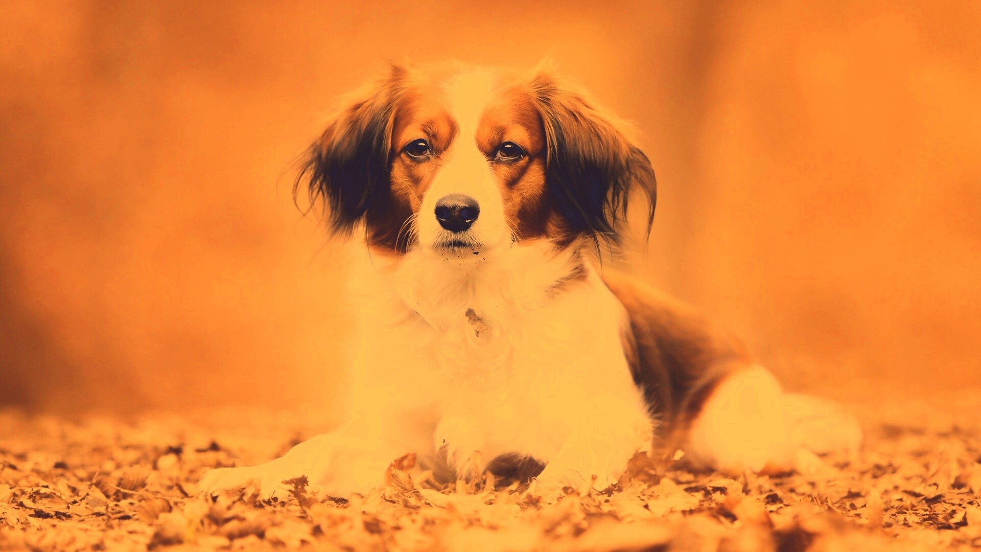 Собака на ковре из осенних листьев обои