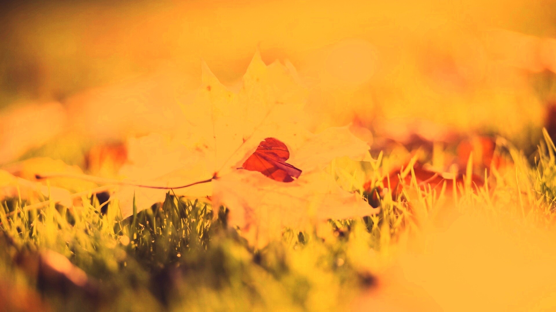 Листик в форме сердца обои