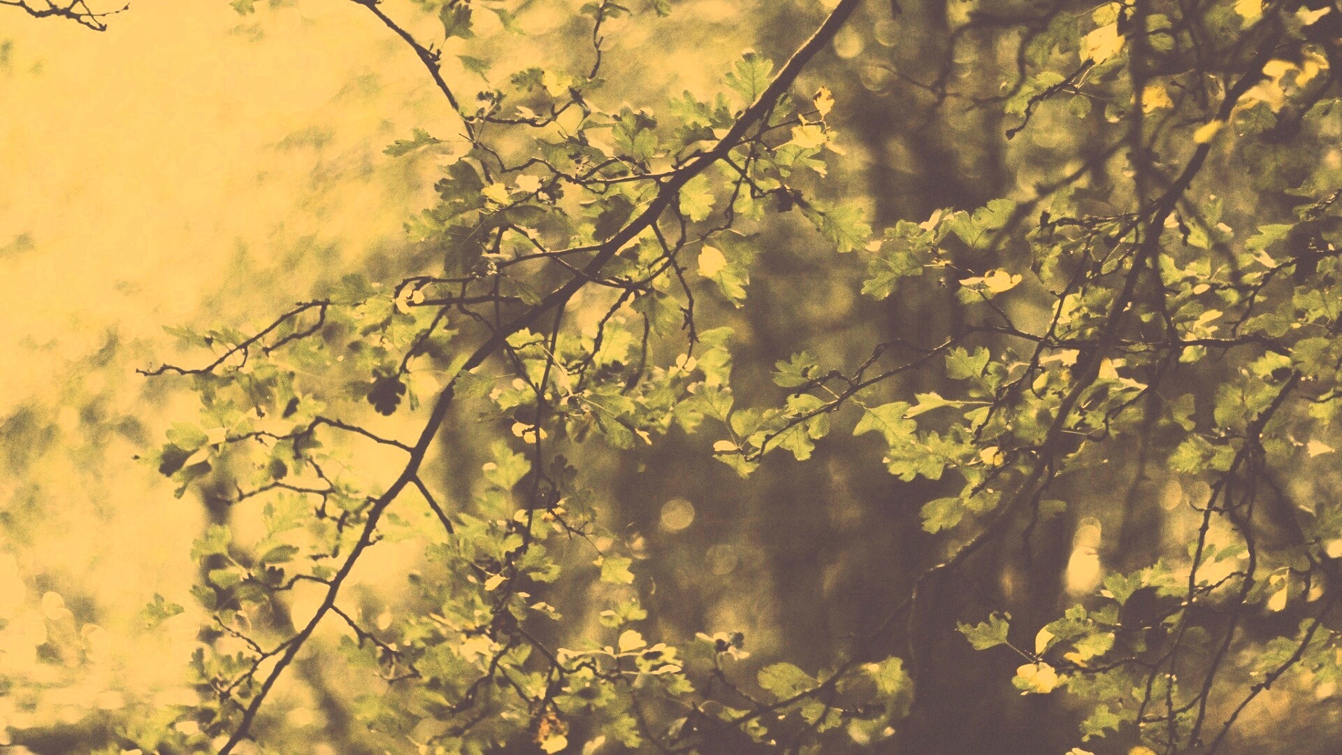 Дубовая зеленая листва обои