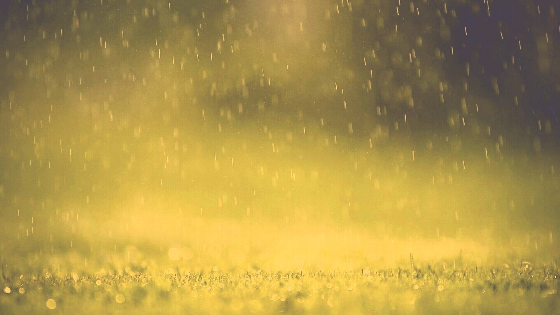 Трава под дождем обои