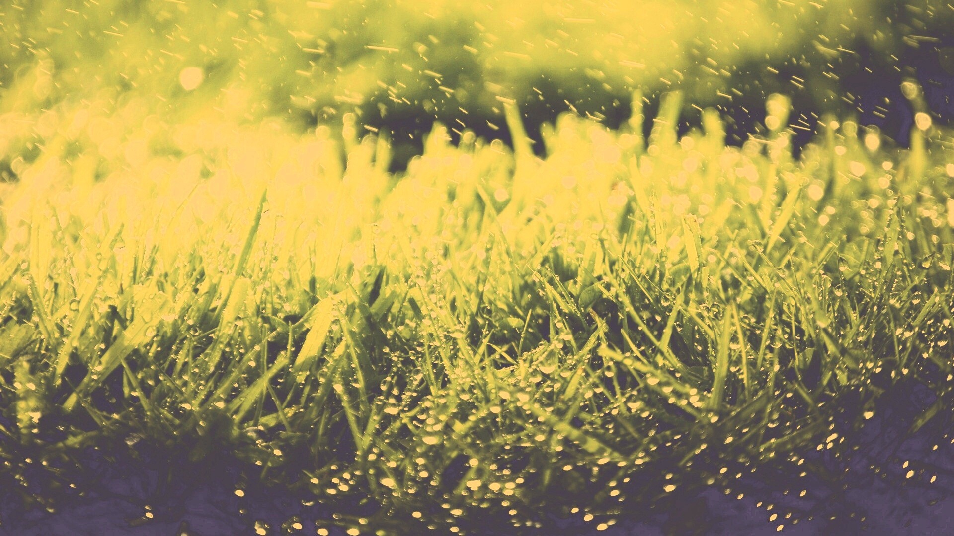 Роса на траве обои