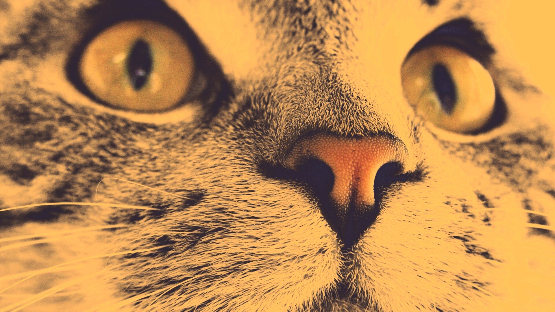 Кошачья мордочка обои