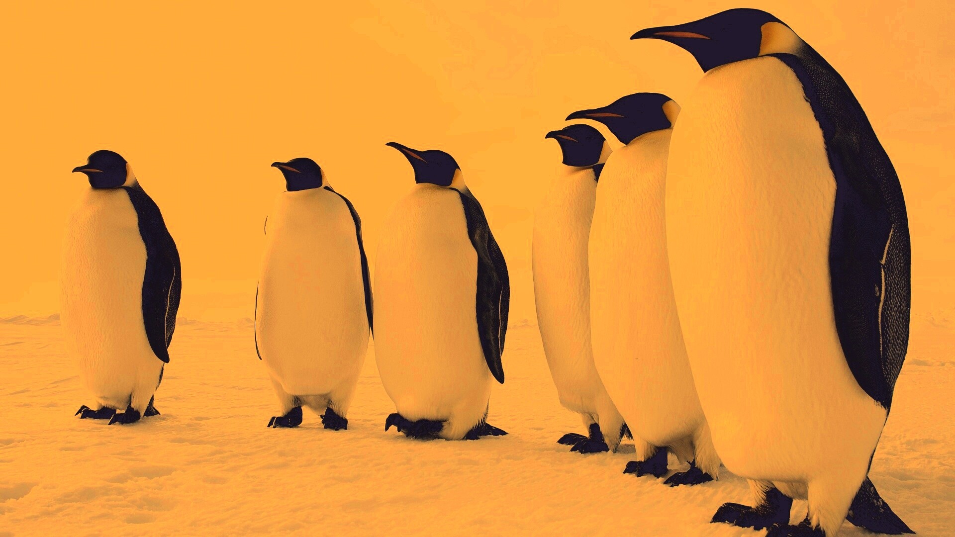 Слет пингвинов обои