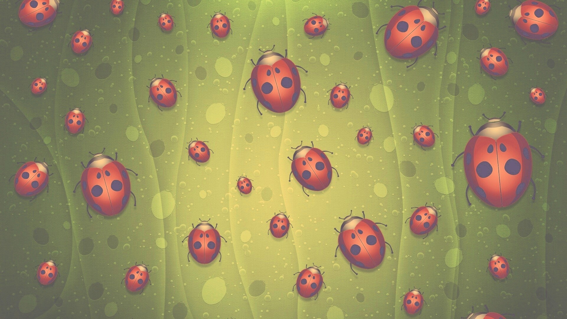 Божьи коровки обои