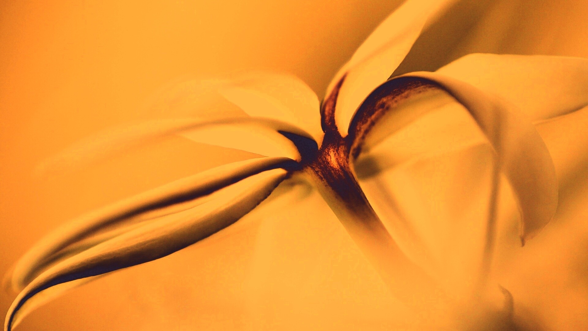 Цветок обои