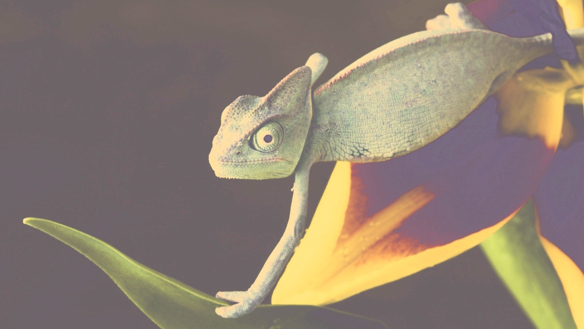 Хамелеон обои