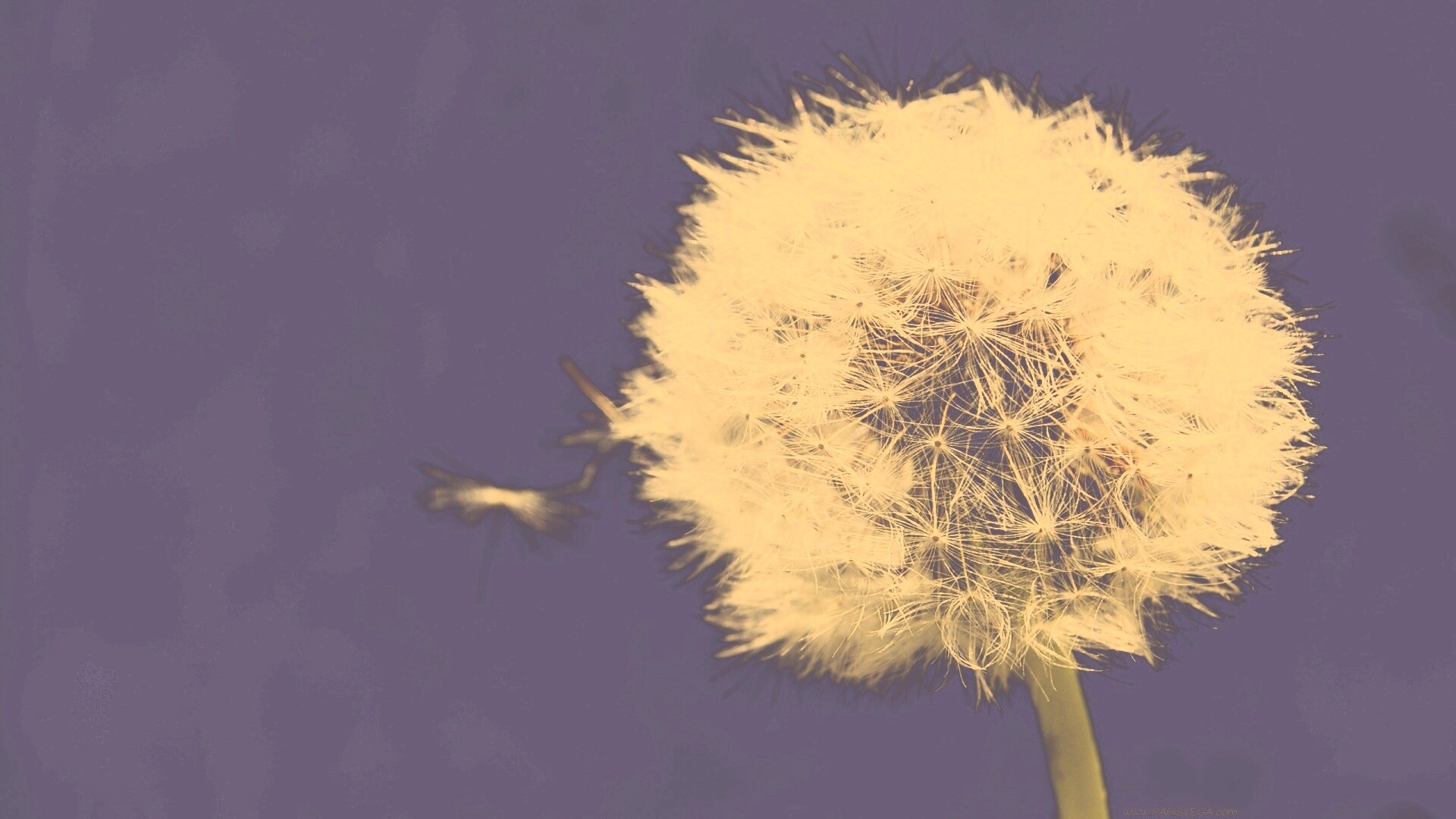 Одуванчик обои