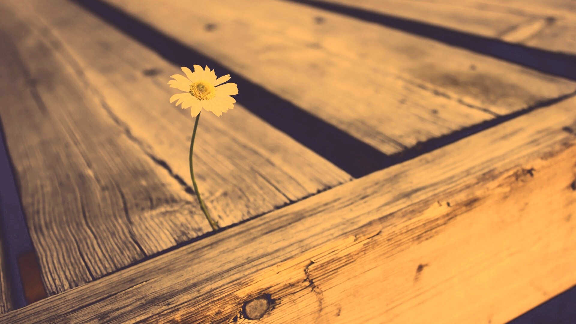 Жизнь среди смерти обои