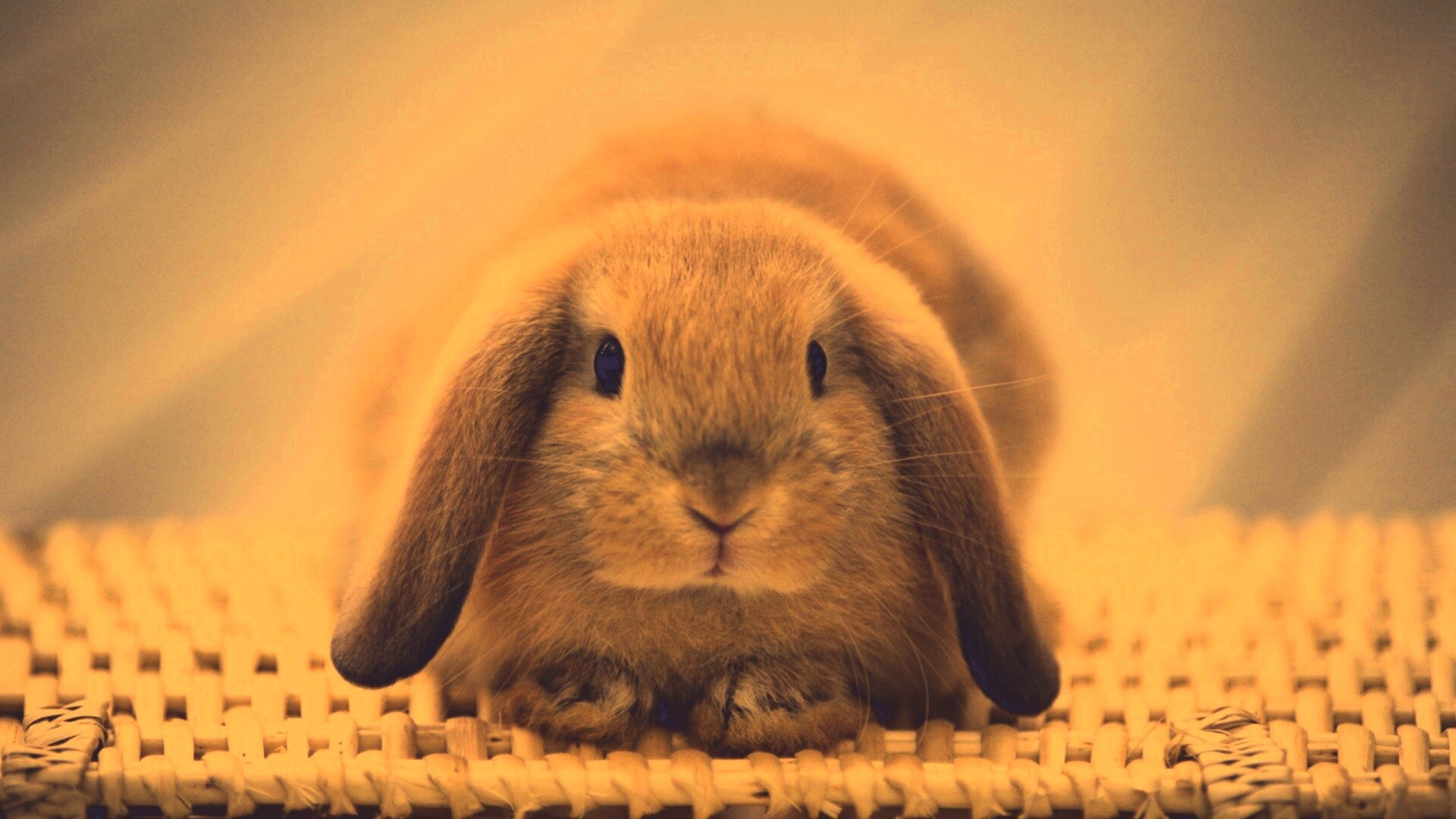 Кроличек обои