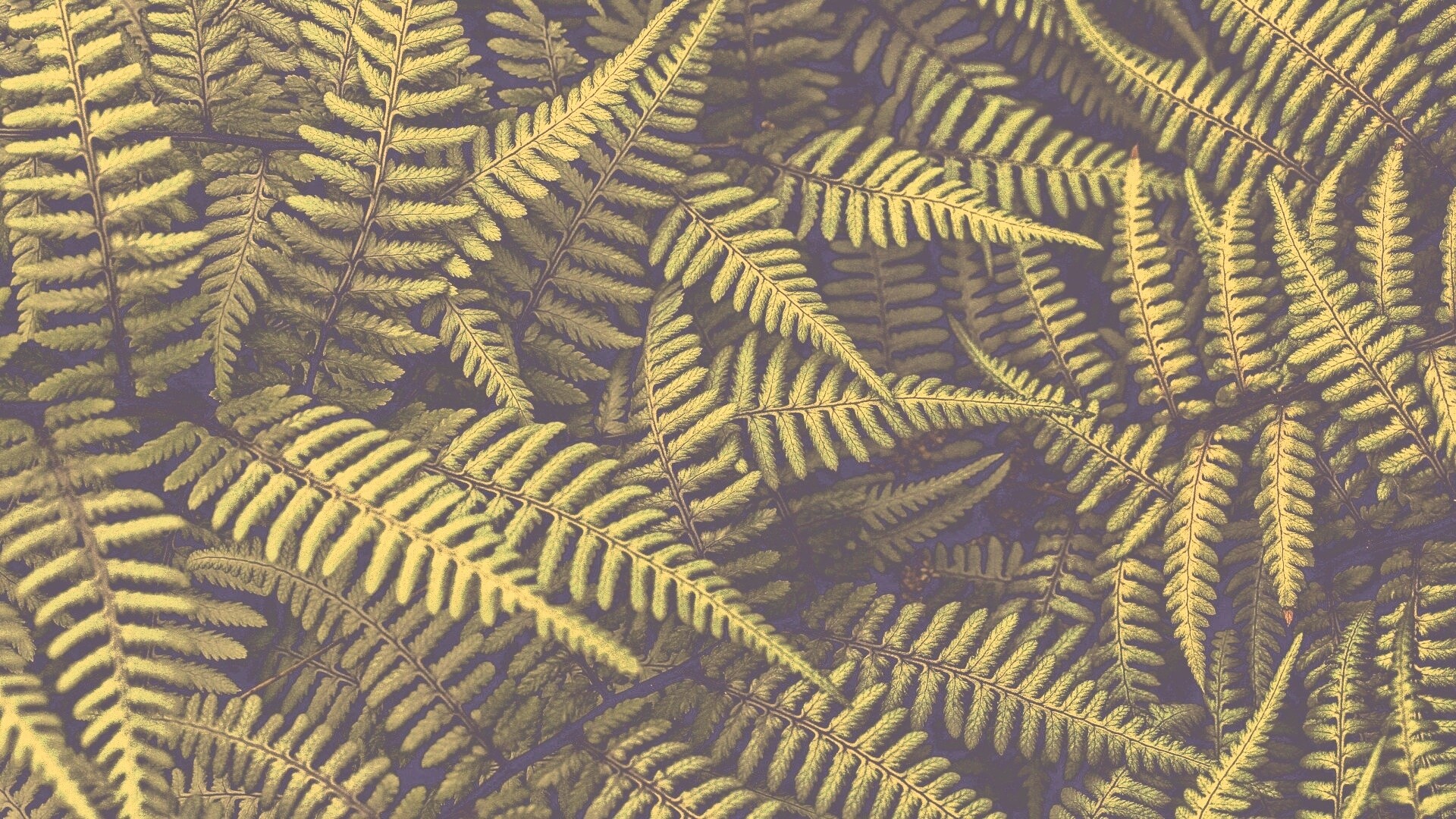 Папоротник обои