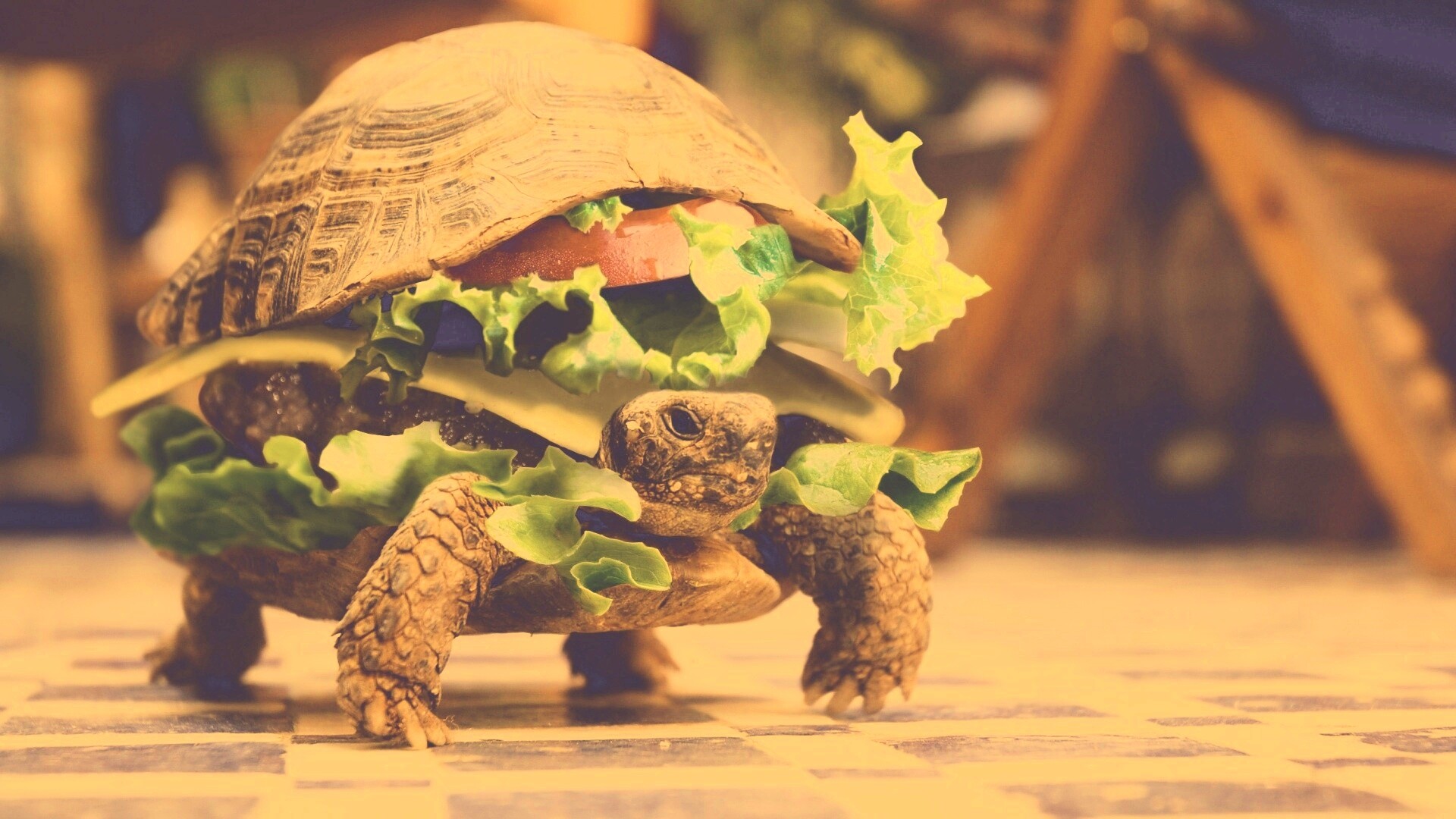Черепахбургер обои