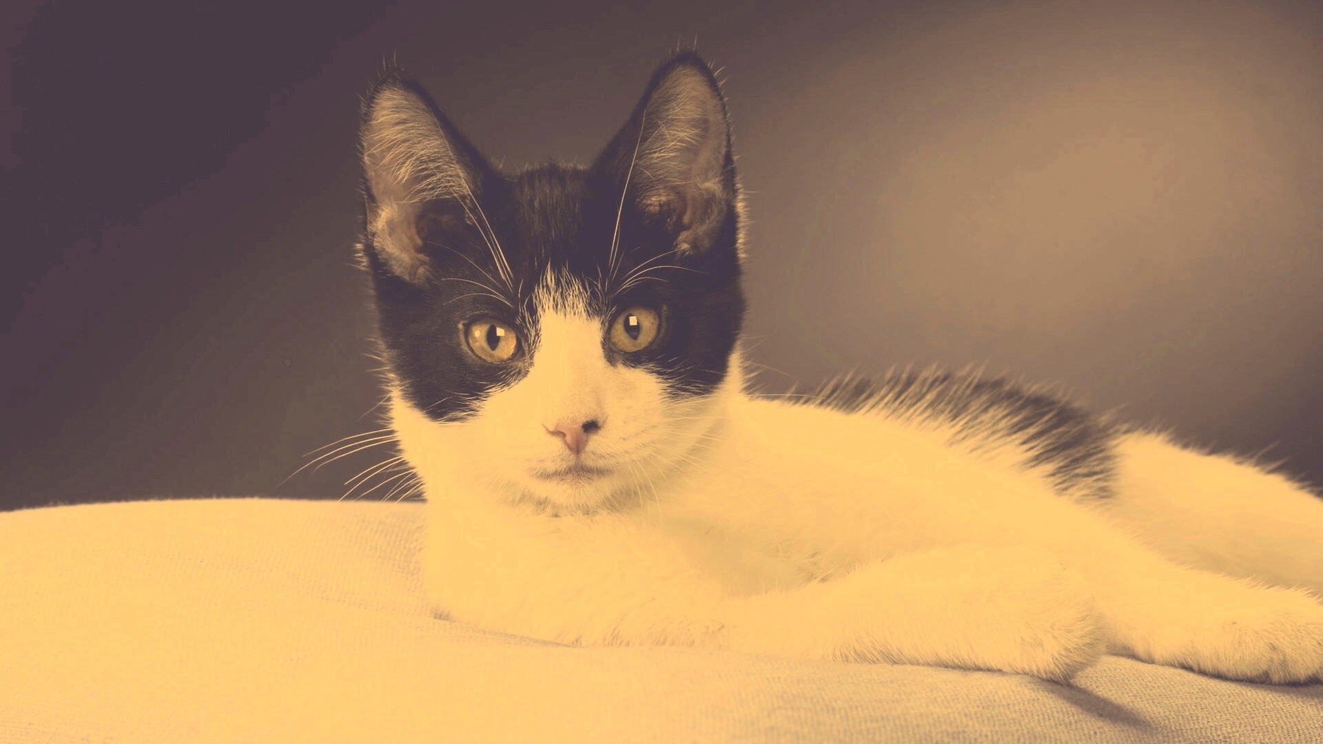 Кот на подушке обои