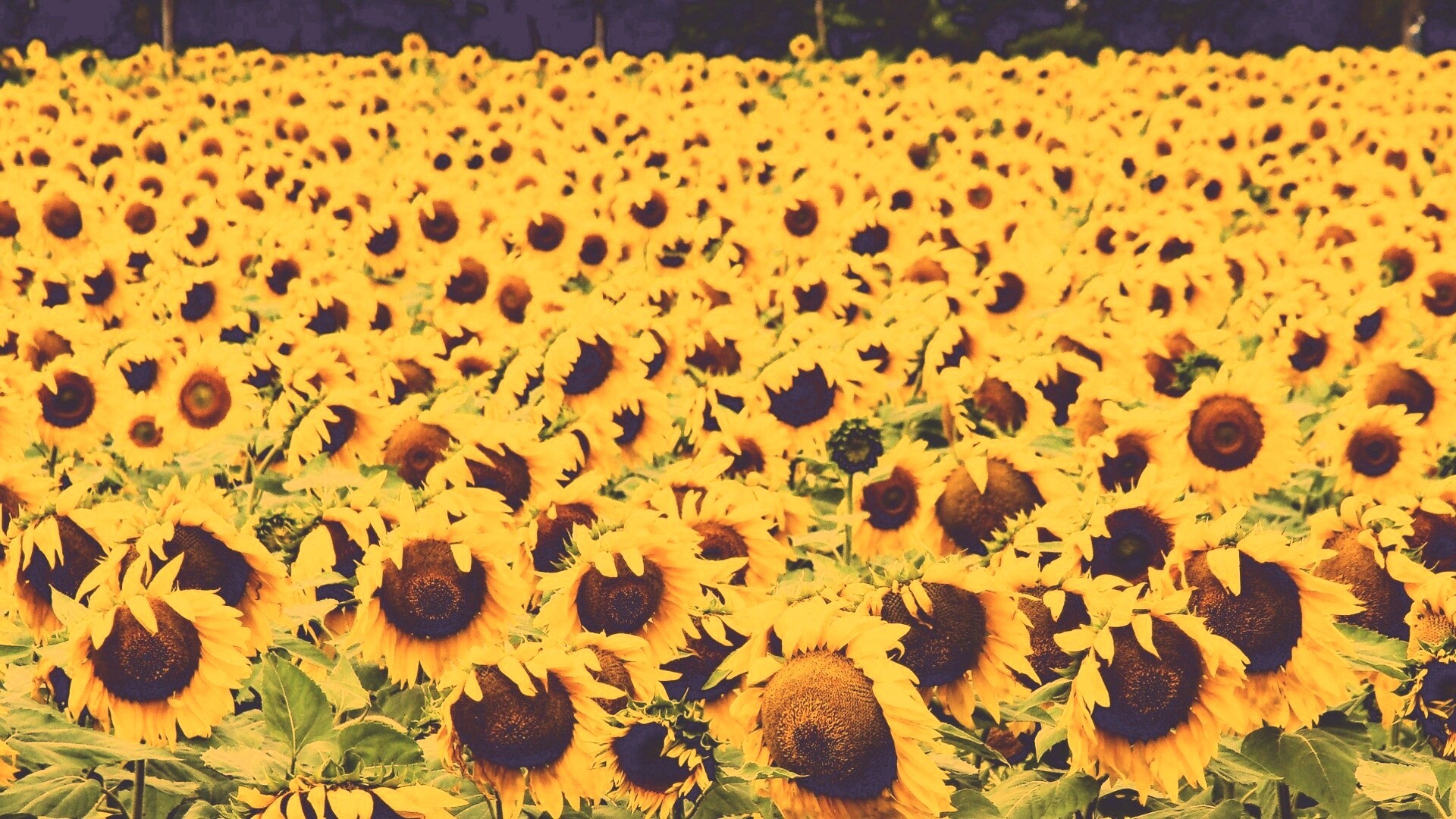 Поле подсолнухов обои