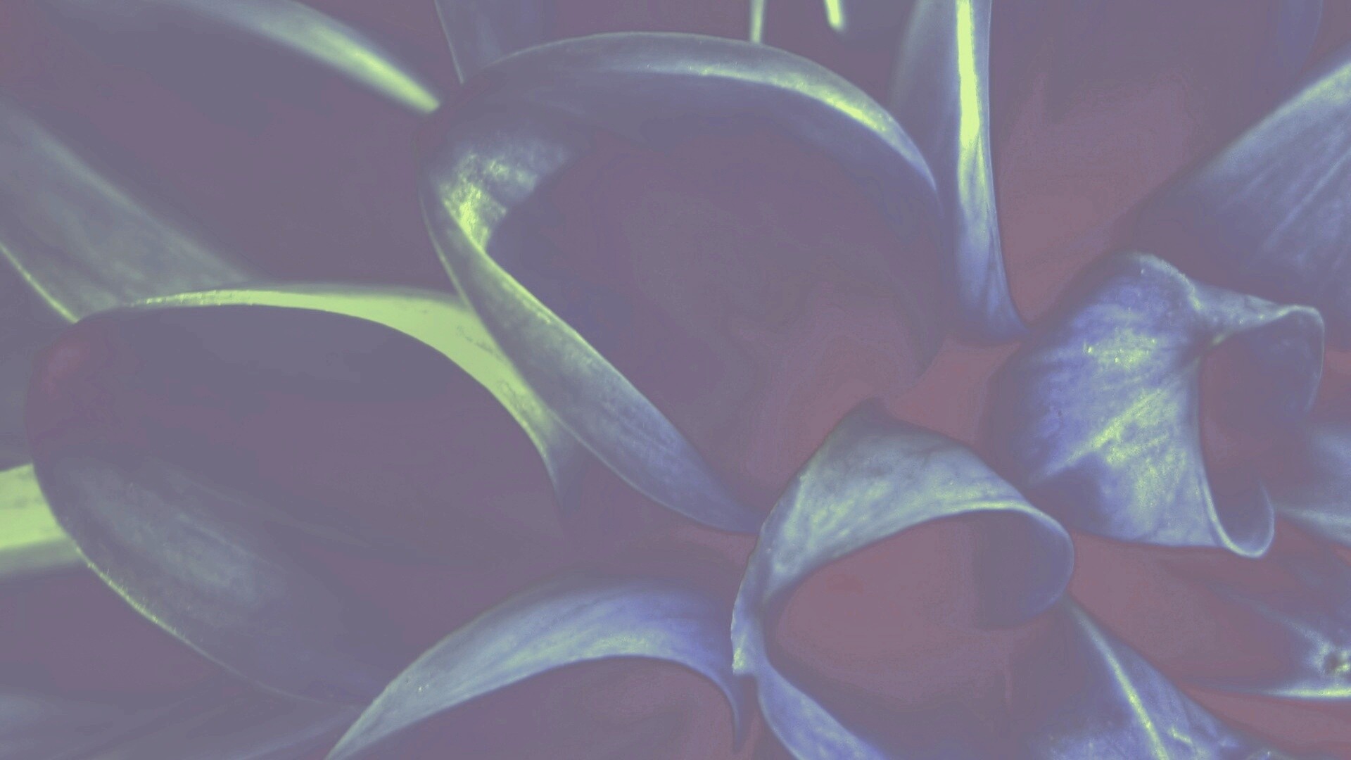 Лепестки обои