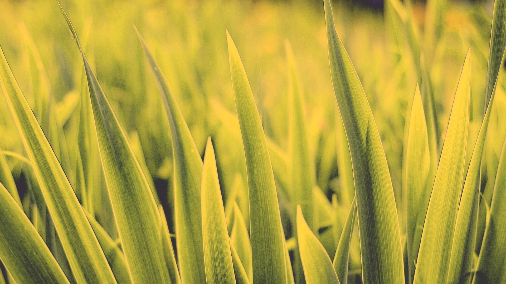 Идеальная зелень обои