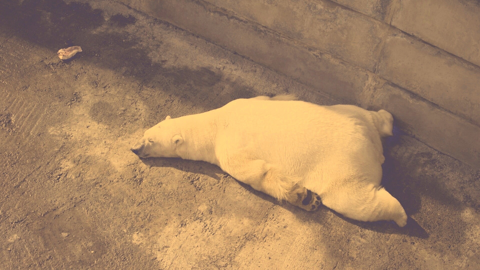 Мы можем их спасти обои