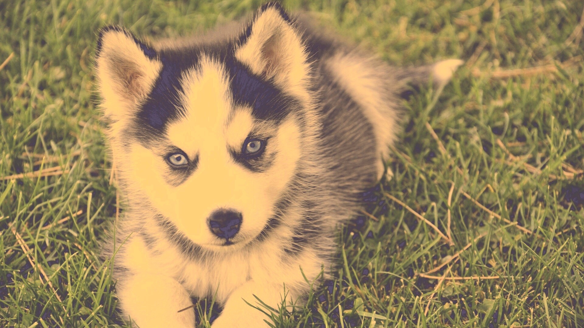 Голубоглазый щенок хаски обои