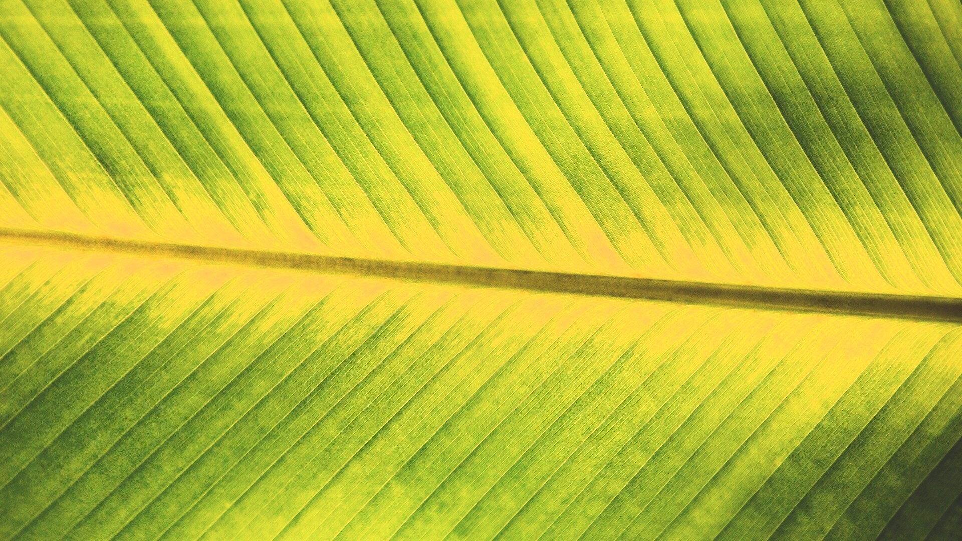 Пальмовый лист на солнце обои