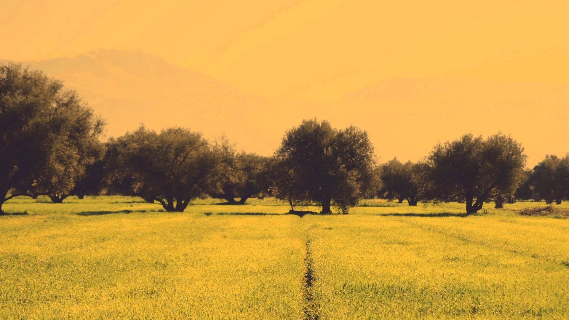 Зеленое поле обои