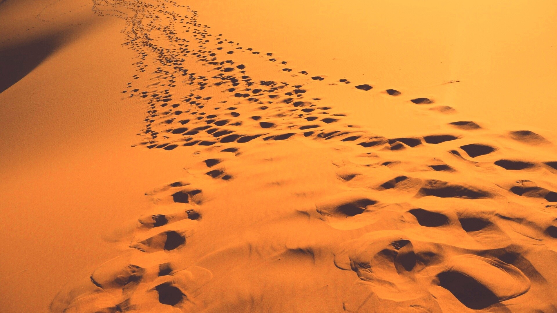 Следы в пустыне обои