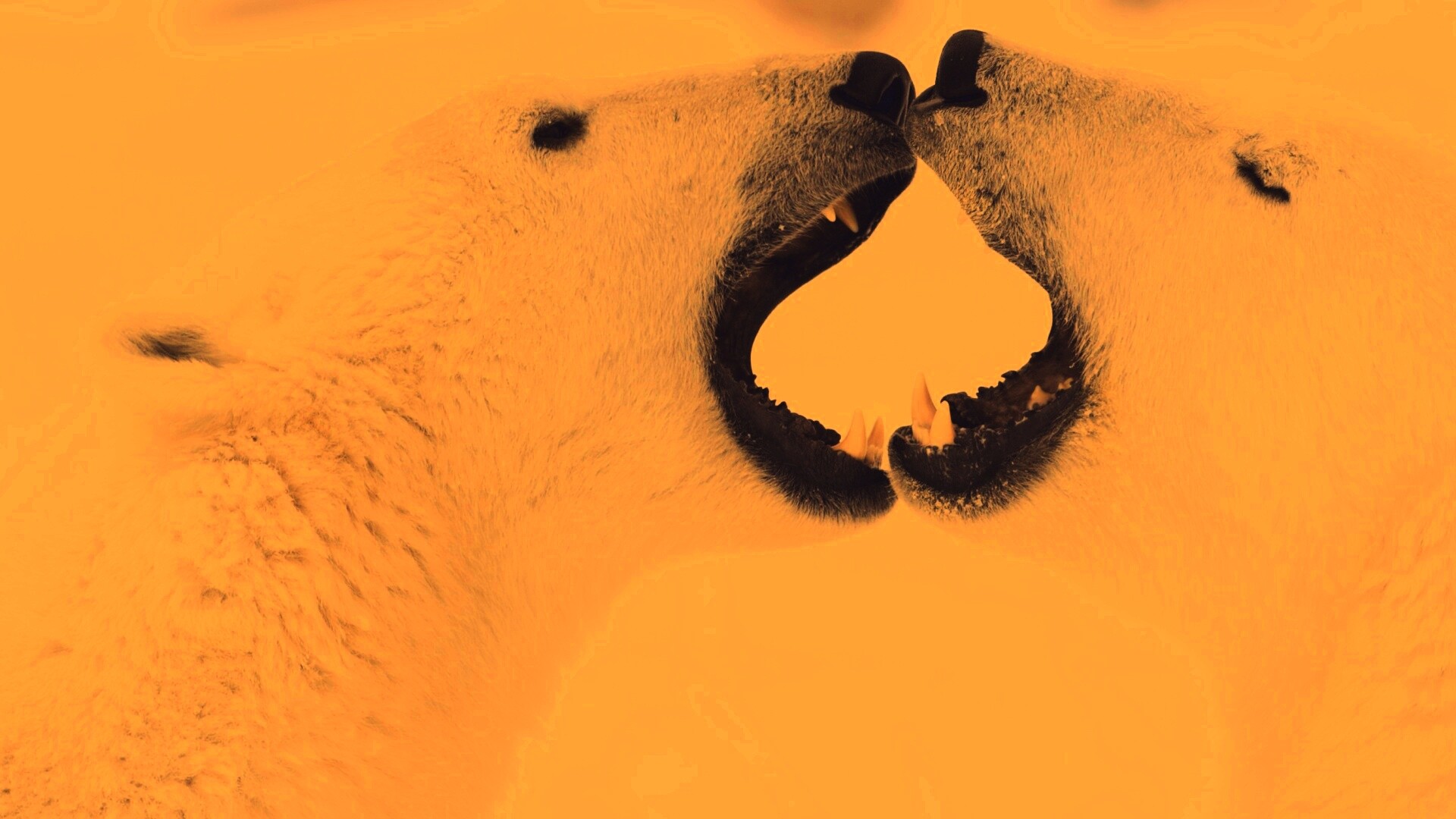 Полярные медведи обои