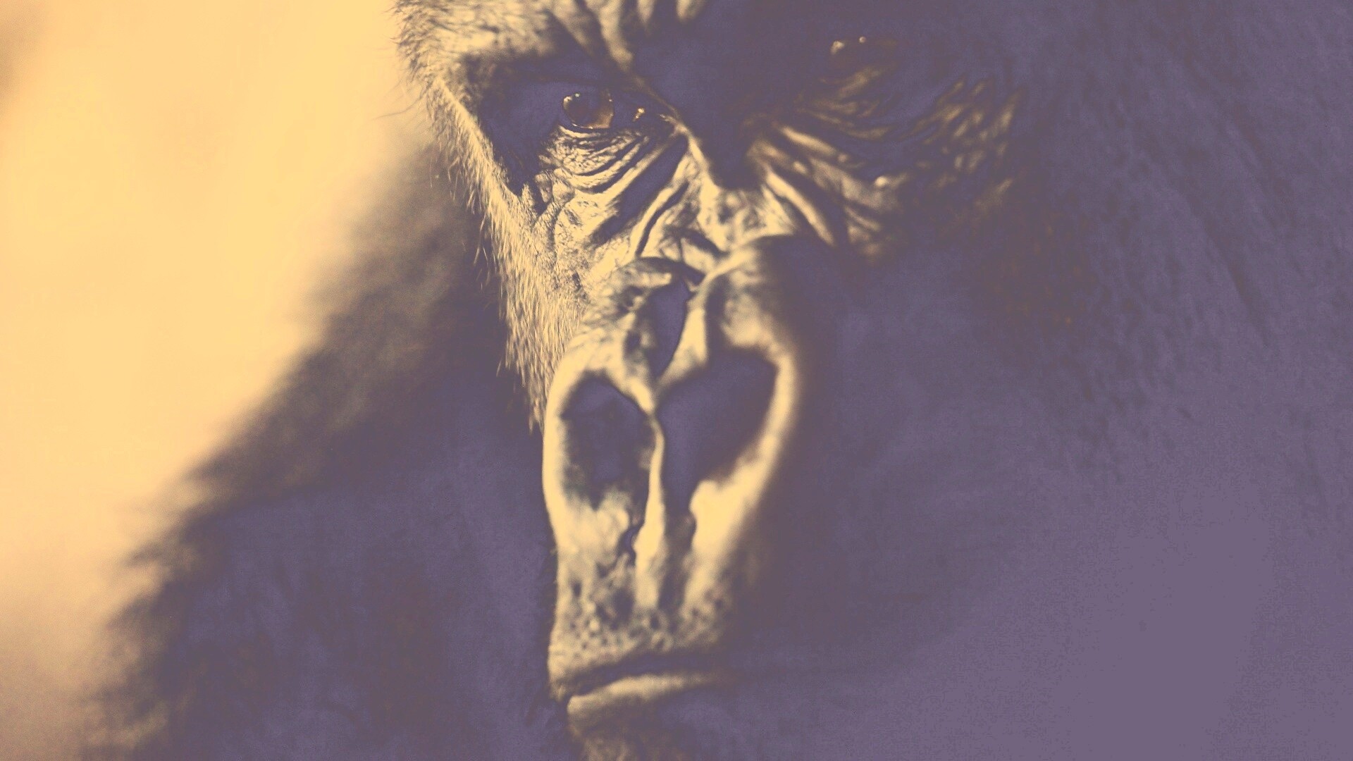 Фото орангутанга обои