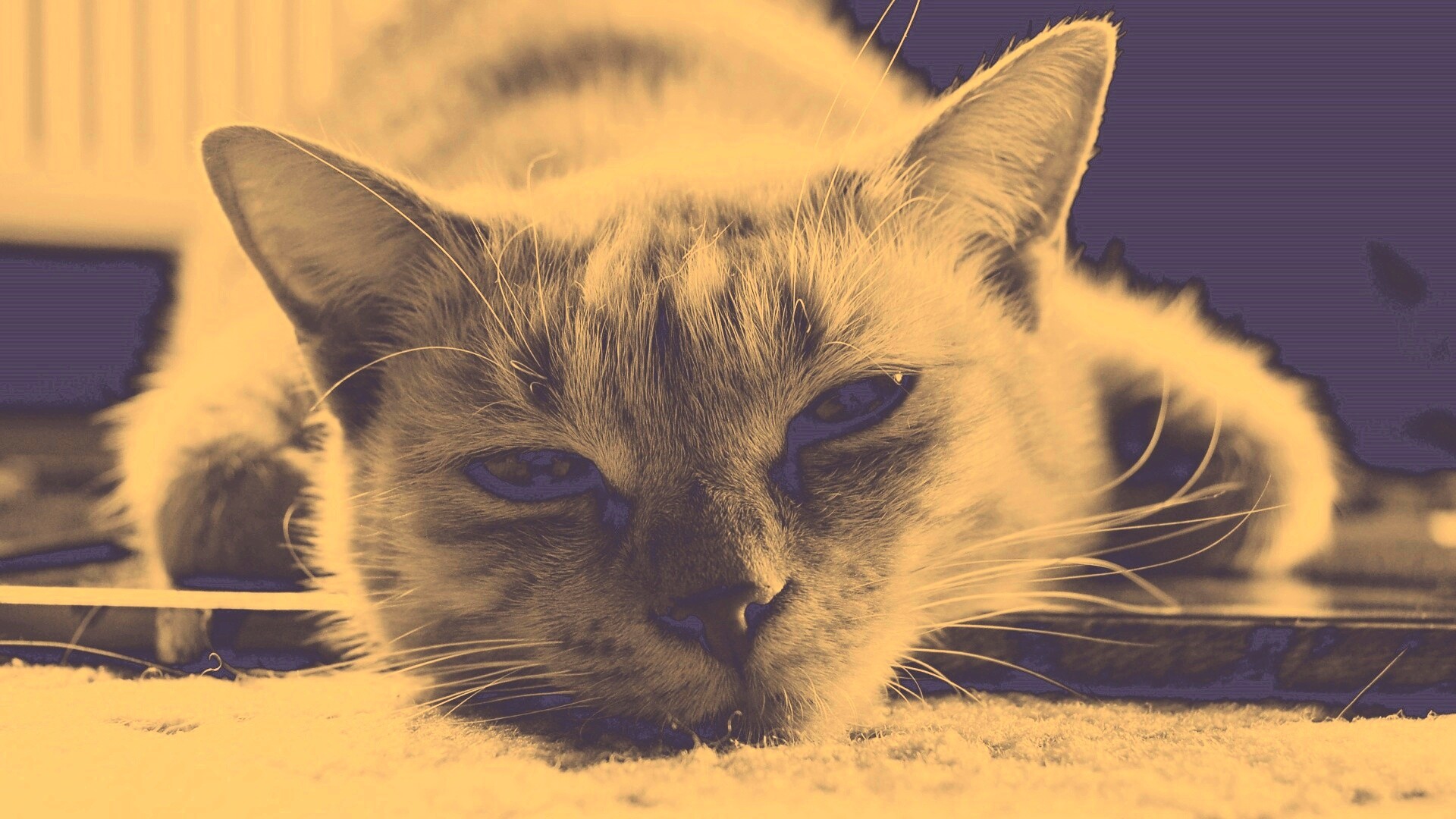 Кошара обои